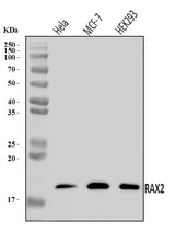 Anti-RAX2 Antibody Picoband® Boster Bio