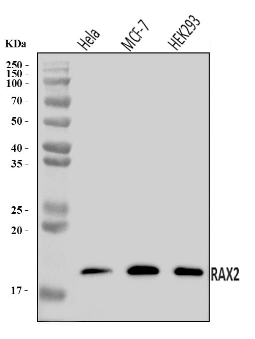 Anti-RAX2 Antibody Picoband® Boster Bio