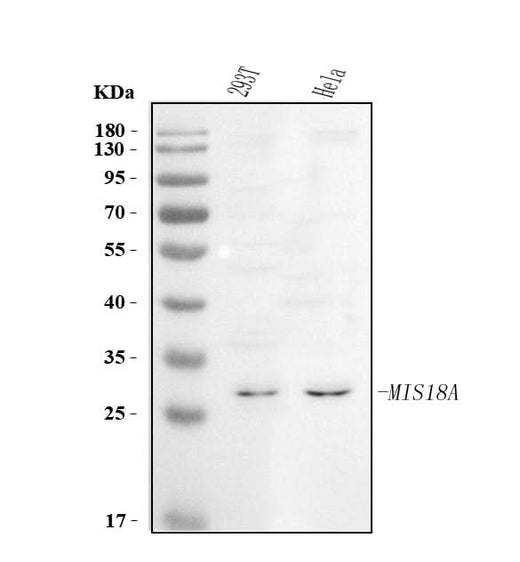 Anti-C21orf45/MIS18A Antibody Picoband® Boster Bio