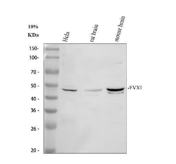 Anti-EVX1 Antibody Picoband® Boster Bio