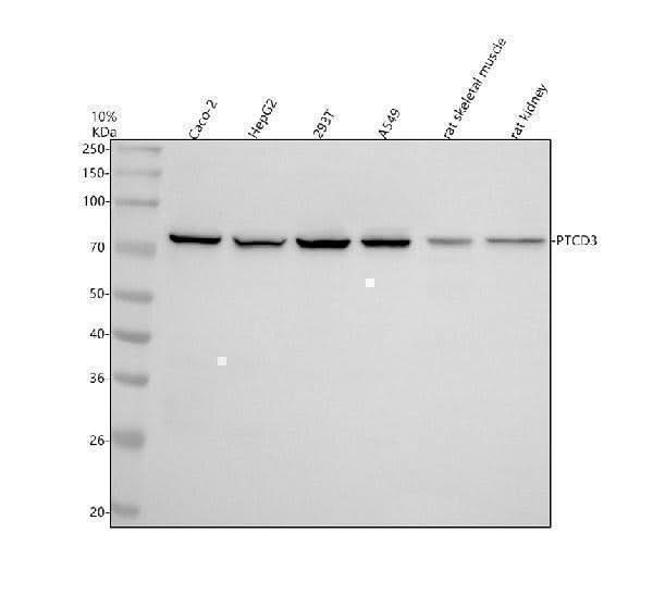 Anti-PTCD3 Antibody Picoband® Boster Bio