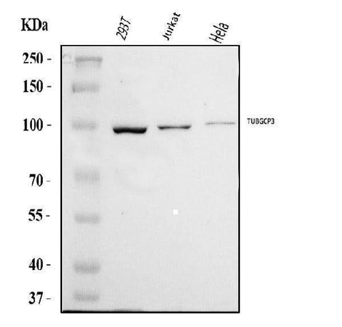 Anti-TUBGCP3 Antibody Picoband® Boster Bio