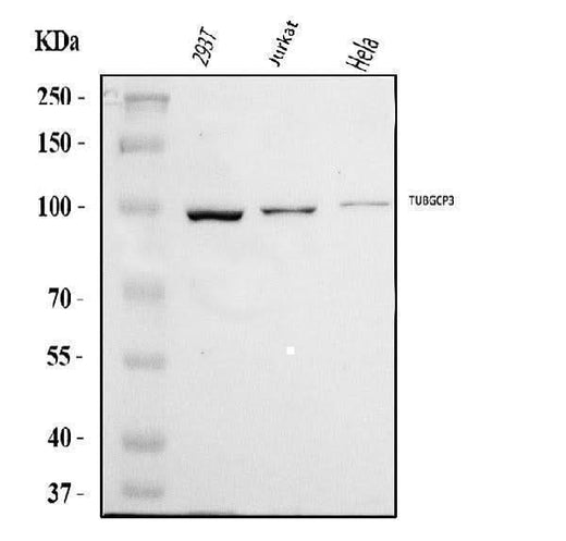 Anti-TUBGCP3 Antibody Picoband® Boster Bio