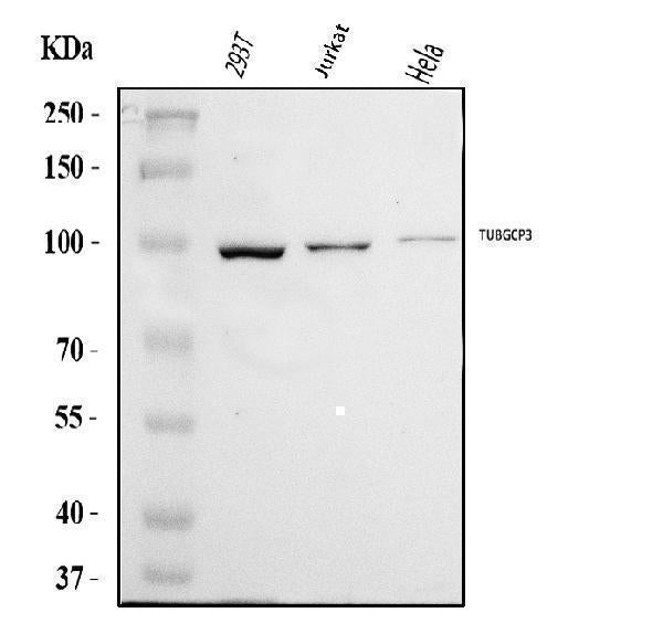 Anti-TUBGCP3 Antibody Picoband® Boster Bio