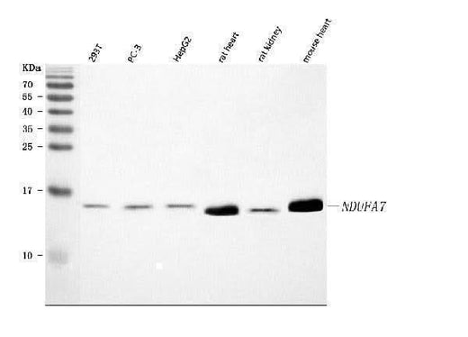 Anti-NDUFA7 Antibody Picoband® Boster Bio