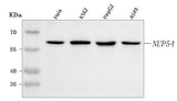 Anti-NUP54 Antibody Picoband® Boster Bio