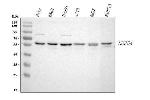 Anti-NUP54 Antibody Picoband® Boster Bio