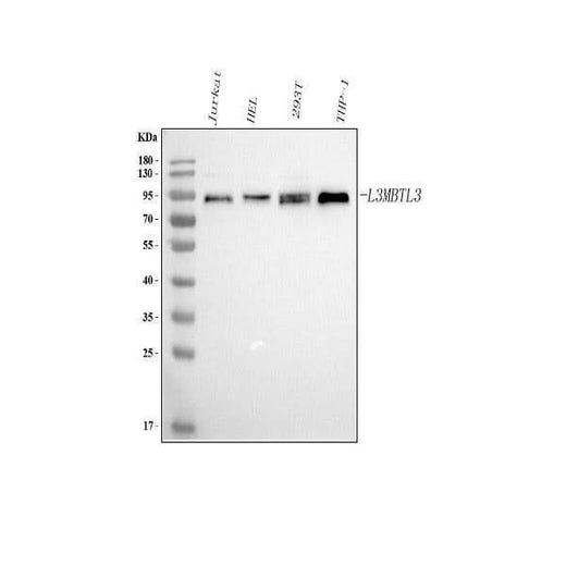 Anti-L3MBTL3 Antibody Picoband® Boster Bio