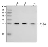 Anti-REXO2 Antibody Picoband® Boster Bio