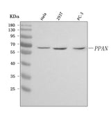 Anti-PPAN Antibody Picoband® Boster Bio