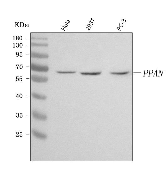 Anti-PPAN Antibody Picoband® Boster Bio