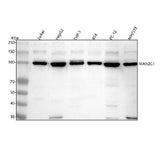 Anti-MAN2C1 Antibody Picoband® Boster Bio