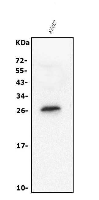 Anti-RGS18 Antibody Picoband® Boster Bio