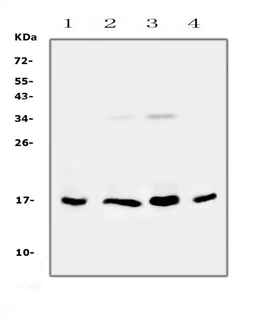 Anti-IL17B Antibody Picoband® Boster Bio