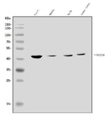 Anti-KCNJ16 Antibody Picoband® Boster Bio