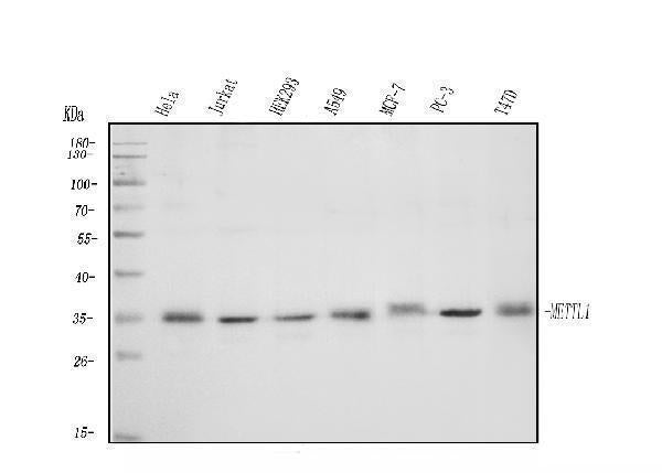 Anti-METTL1 Antibody Picoband® Boster Bio