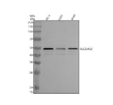 Anti-SLC25A32 Antibody Picoband® Boster Bio