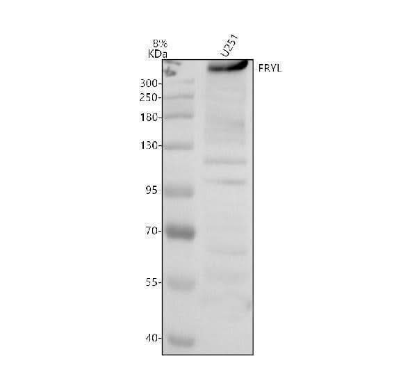 Anti-FRYL Antibody Picoband® Boster Bio