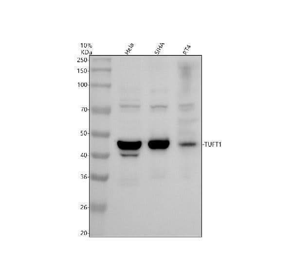 Anti-TUFT1 Antibody Picoband® Boster Bio