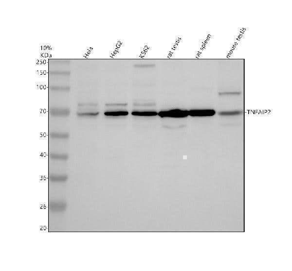 Anti-TNFAIP2 Antibody Picoband® Boster Bio