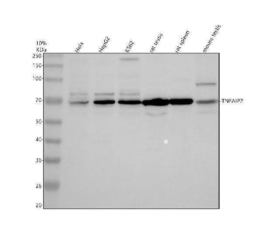 Anti-TNFAIP2 Antibody Picoband® Boster Bio