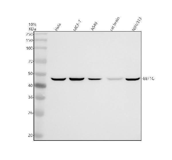 Anti-EEF1G Antibody Picoband® Boster Bio