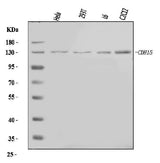 Anti-M Cadherin/CDH15 Antibody Picoband® Boster Bio
