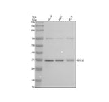Anti-PDCL2 Antibody Picoband® Boster Bio
