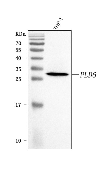 Anti-PLD6 Antibody Picoband® Boster Bio