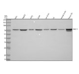 Anti-NEK11 Antibody Picoband® Boster Bio