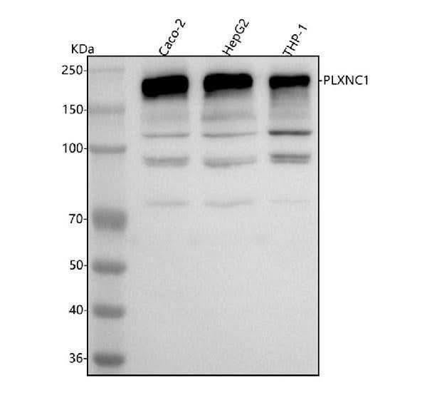 Anti-PLXNC1 Antibody Picoband® Boster Bio