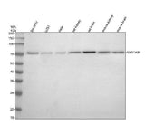 Anti-IVNS1ABP Antibody Picoband® Boster Bio