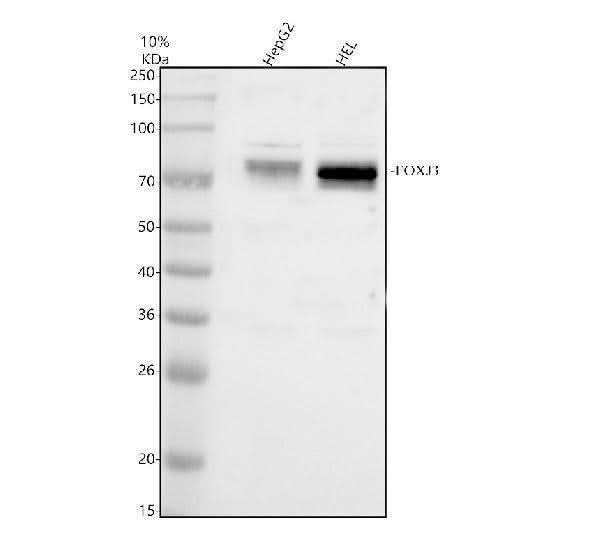 Anti-FOXJ3 Antibody Picoband® Boster Bio