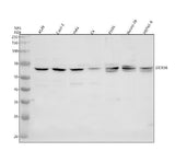 Anti-DDX56 Antibody Picoband® Boster Bio