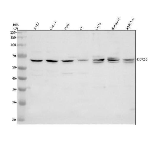 Anti-DDX56 Antibody Picoband® Boster Bio