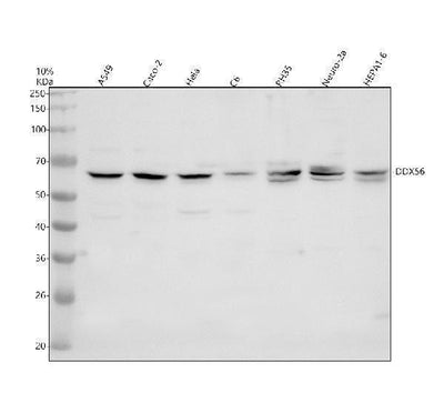 Anti-DDX56 Antibody Picoband® Boster Bio