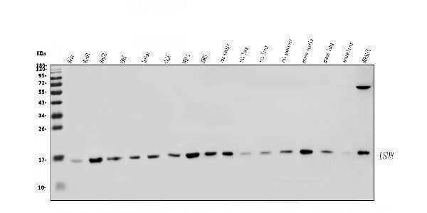 Anti-LSM8 Antibody Picoband® Boster Bio