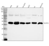 Anti-TAS2R10 Antibody Picoband® Boster Bio
