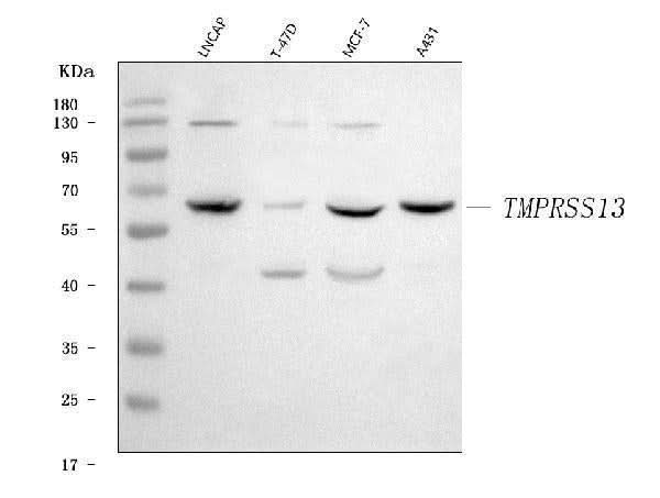 Anti-TMPRSS13 Antibody Picoband® Boster Bio