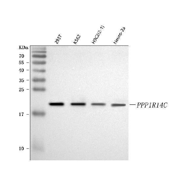 Anti-KEPI/PPP1R14C Antibody Picoband® Boster Bio