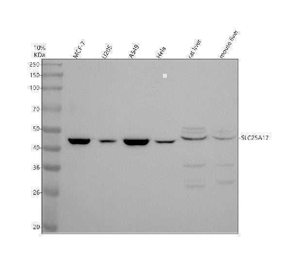 Anti-SLC25A17 Antibody Picoband® Boster Bio