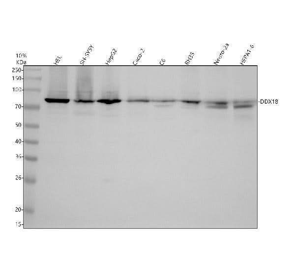 Anti-DDX18 Antibody Picoband® Boster Bio