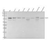Anti-TBKBP1 Antibody Picoband® Boster Bio