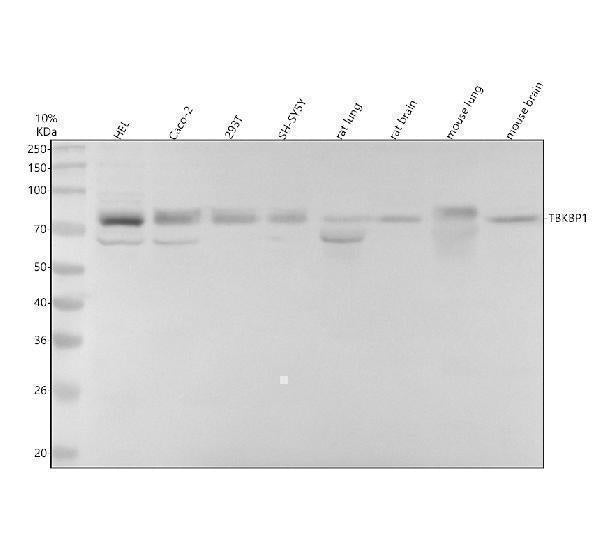 Anti-TBKBP1 Antibody Picoband® Boster Bio