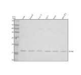 Anti-SF3B14/SF3B6 Antibody Picoband® Boster Bio