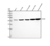 Anti-SCNM1 Antibody Picoband® Boster Bio