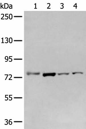 Western blot analysis of Raw264.7 A549 Hepg2 and Jurkat cell using GCLC Polyclonal Antibody at dilution of 1:800