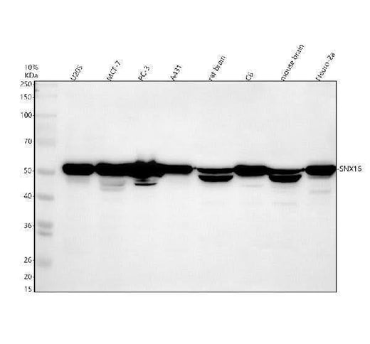 Anti-SNX16 Antibody Picoband® Boster Bio