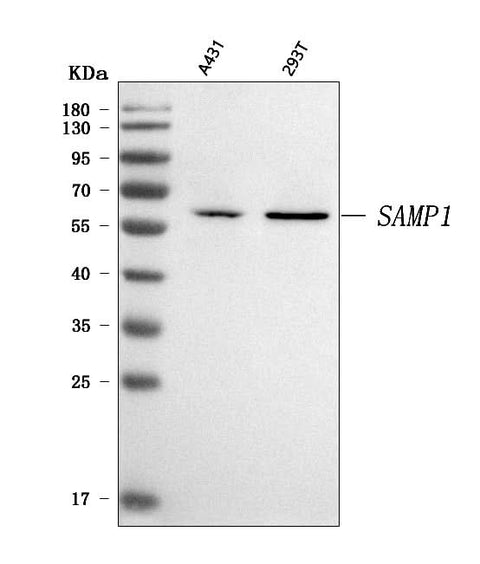 Anti-SMAP1 Antibody Picoband® Boster Bio
