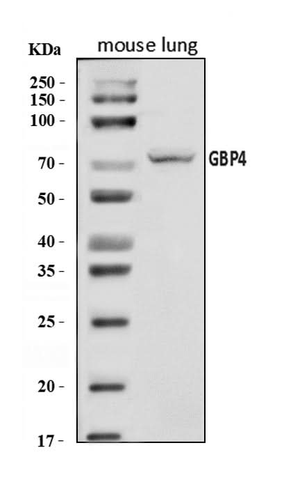 Anti-Gbp4 Antibody Picoband® Boster Bio